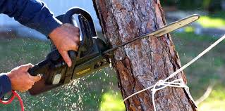 Best Tree Trimming and Pruning  in Kdeer, IL