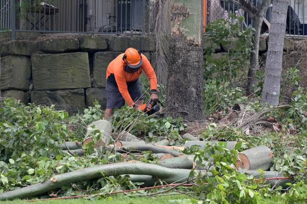 Best Emergency Tree Removal  in Kdeer, IL