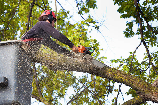 Seasonal Cleanup (Spring/Fall) in Kildeer, IL